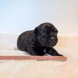 Cherry Bomb - female Patterdale Terrier puppy in Yucaipa, California from Moormont Kennels