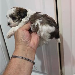 Lizzy - Black & tan tri-color female Maltipoo puppy in Everett, Washington from Meadows Ranch
