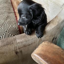 Dachshund Puppies from The Weenie Herd Mom
