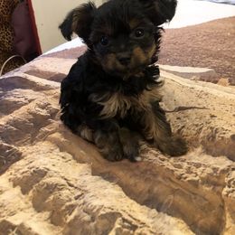 Poodle and Yorkipoo Puppies from Tuts Pups Cafe
