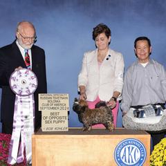 Sonic - Russian Tsvetnaya Bolonka