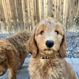 GUARDIAN HOME - Navy - Apricot female Goldendoodle puppy in Yukon, Oklahoma from Bows and Ties Doodles, LLC