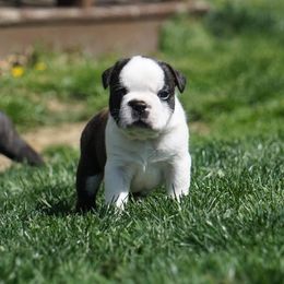 Boston Terrier Puppies from Kingston Boston Terriers