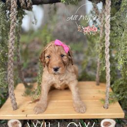 Goldendoodle Puppies from All My Doodles