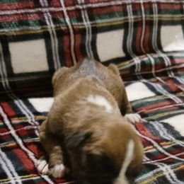Male 3 - Fawn male Boxer puppy in Shelbyville, Tennessee from Layne's Boxers