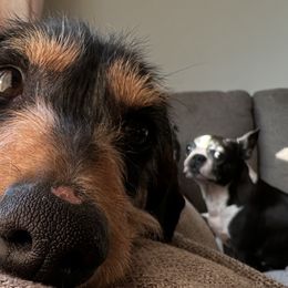 Dachshunds from Britt Doxies