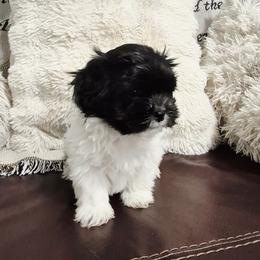 Zoe - Black and white female Mal-Shi puppy in Austin, Texas from Austin Maltese Babies