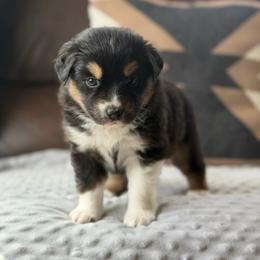 Moondancer - Black tri female Miniature Australian Shepherd puppy in Cody, Wyoming from Quartz Creek Aussies