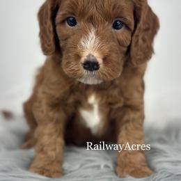 Bullseye - Red  male Goldendoodle puppy in Milford, Indiana from Railway Acres Kennel