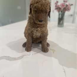Goldendoodle Puppies from Goldendoodle’s Love
