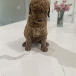 Goldendoodle Puppies from Goldendoodle’s Love