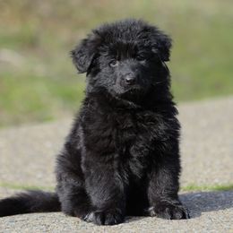 Whirlwind v.d. Baren - Black and red German Shepherd puppy in El Dorado, California from von den Bären Shepherds