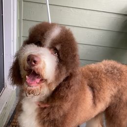 Harley - Bernedoodle