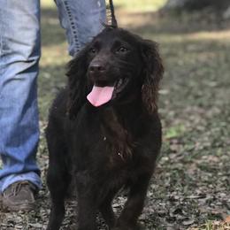 Annie - Boykin Spaniel