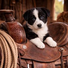 Austin - Black and white male Cardigan Welsh Corgi puppy in Kerens, West Virginia from Leather & Lace