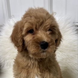 Girl 27 - Apricot female Goldendoodle puppy in West Point, Iowa from Circle A Mini Goldendoodles and Mini Bernedoodles