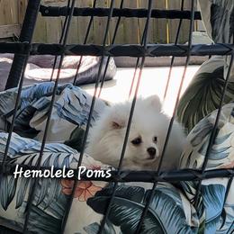 Pomeranian Puppies from Hemolele Poms