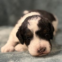 Boy 2 - male Aussiedoodle puppy in Mountain Home, Arkansas from White River Doodles