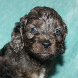 Tucker - Merle male Cockapoo puppy in Dornsife, Pennsylvania from Schaible Family Puppies