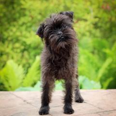 Lulu - Affenpinscher