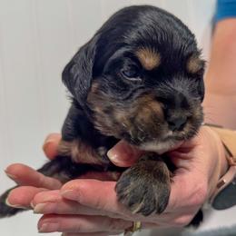 Boy 1 - male Australian Labradoodle puppy in Avon, Indiana from Forever Friends Labradoodles