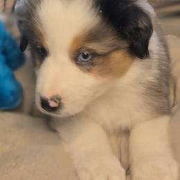 Jack - Blue merle male Miniature Australian Shepherd puppy in Lincoln, California from Elegant Aussies