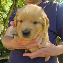 Boy 3 - male Golden Retriever puppy in Mount Vernon, Washington from Hunnydew Goldens