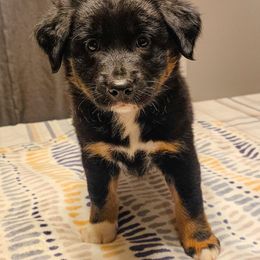 Darla - Black tri-color female Australian Shepherd puppy in Marengo, Indiana from J&J Kennel