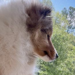 Bullmastiff and Shetland Sheepdog Puppies from RCS Kennels
