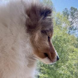 Bullmastiff and Shetland Sheepdog Puppies from RCS Kennels