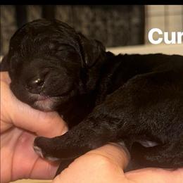 Curly - Black male Goldendoodle puppy in Prosperity, Pennsylvania from Stelladoodles & Company