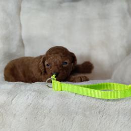Boy 1 - male Poodle puppy in Westfield, North Carolina from Legacy Pets