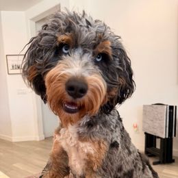 Purdy - Bernedoodle