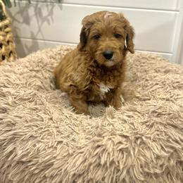Chestnut - Red  male Goldendoodle puppy in Indianapolis, Indiana from Indy Doodle Co.