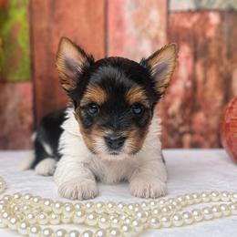 Nala 4500 - Black tan and white female Biewer Terrier puppy in Douglas, Georgia from South Georgia Yorkies and Biewers