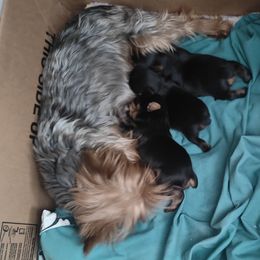 Baby boy - Black and tan male Yorkshire Terrier puppy in Eagle Mountain, Utah from Jodi's Yorkies
