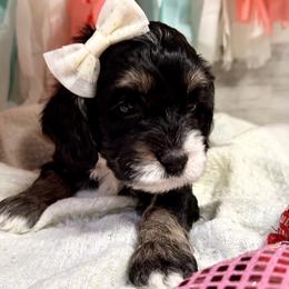 Addie - Black white and tan female Cockapoo puppy in Richton, Mississippi from Magnolia Hill Doodles