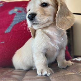 Dachshund Puppies from Loveland Doxies