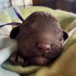 9. PURPLE COLLAR GIRL - Chocolate female Goldendoodle puppy in Charlo, Montana from Heavenly Hilltop Farm