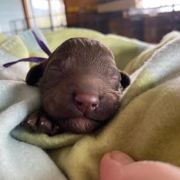 9. PURPLE COLLAR GIRL - Chocolate female Goldendoodle puppy in Charlo, Montana from Heavenly Hilltop Farm