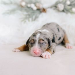 Confetti - Blue merle female Aussiedoodle puppy in Spanish Fork, Utah from K Brand Doodles