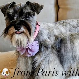 Miniature Schnauzers from Valley_Schnauzer