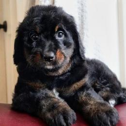 Hope - Phantom female Bernedoodle puppy in Folsom, Louisiana from DoodlesFarmCo