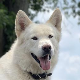 Drift - Alaskan Malamute