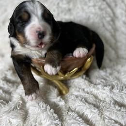Bernese Mountain Dog Puppies from Bluffside Berners