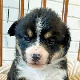 Pembroke Welsh Corgis from Harris Farms