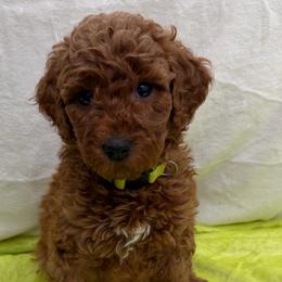 Johnny - Red  male Goldendoodle puppy in Spokane, Washington from Goldendoodles on the Prairie