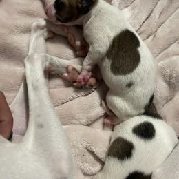 Italian Greyhound Puppies from Bahia Verde’s Kennels