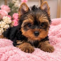 Delightful Girl - Black and gold female Yorkshire Terrier puppy in Stanton, California from Essence of Grace Yorkies