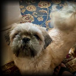Shih Tzu puppies from T-Amore Shih Tzu